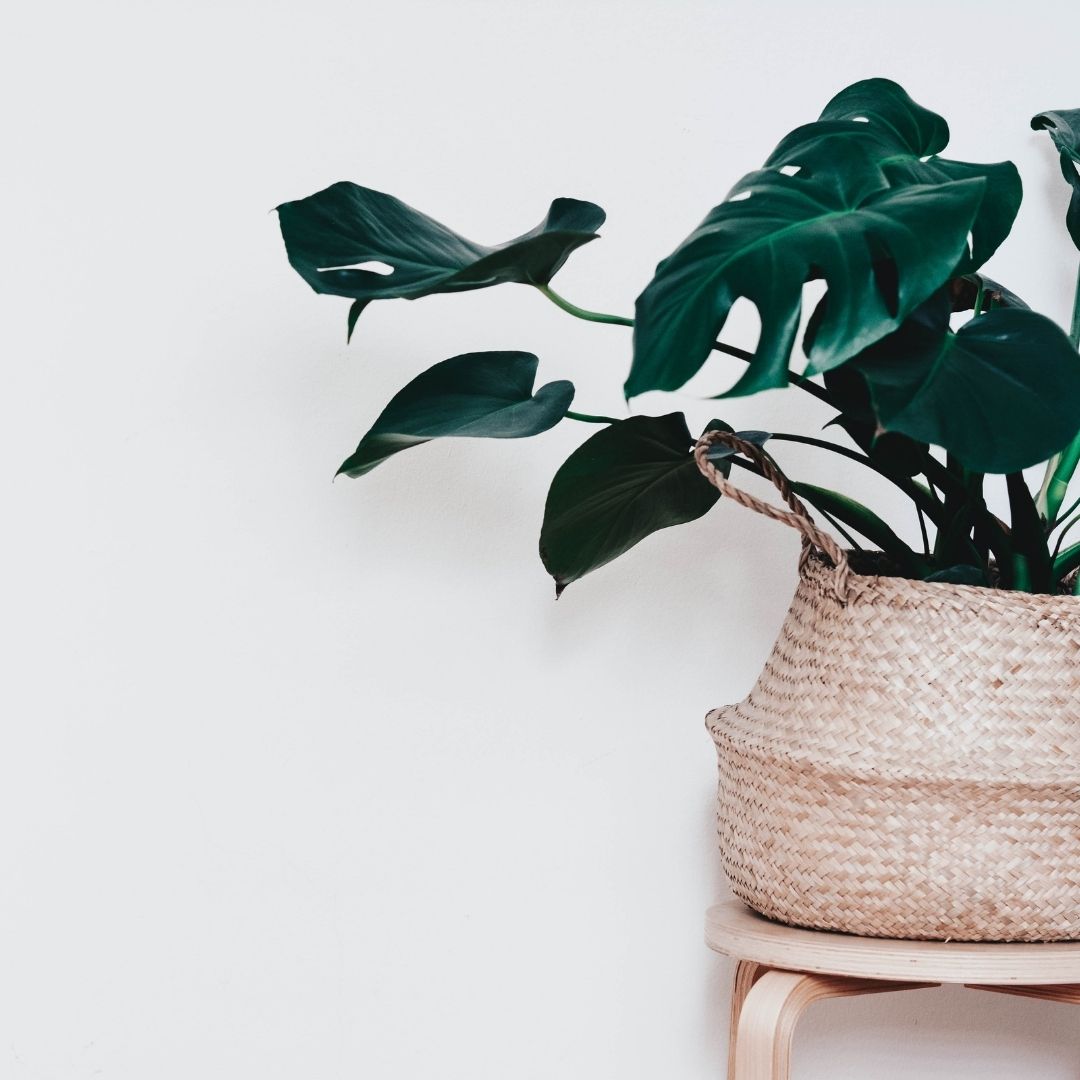 Plantas de Interior ideales para tener en tu casa