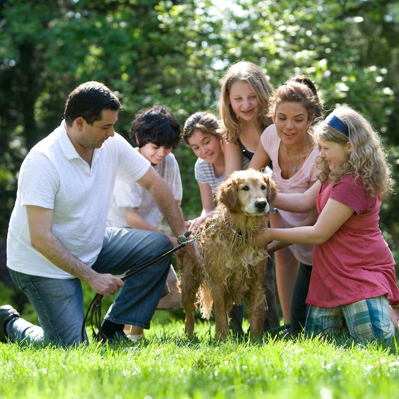 Mascotas en casa: 5 tips para mantener el orden, la limpieza y la seguridad