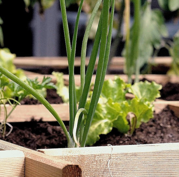 Translation missing: es.Huertos Urbanos: cultivando tu propio paraíso en la ciudad