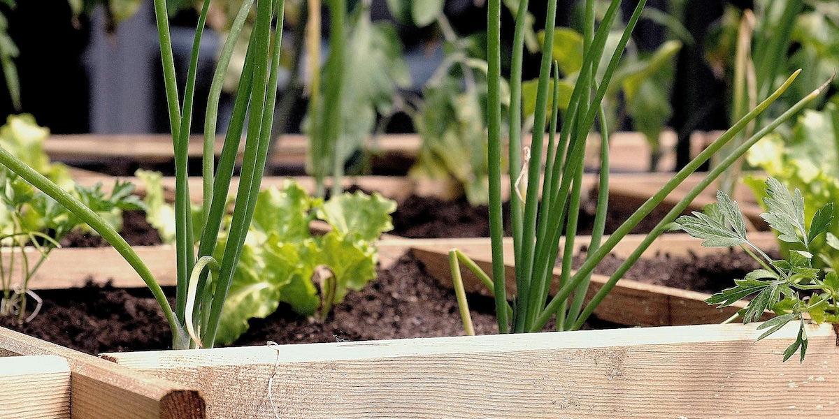 Huertos Urbanos: cultivando tu propio paraíso en la ciudad